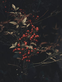 Close-up of red berries growing on tree