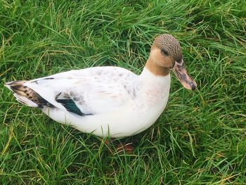 High angle view of bird on field