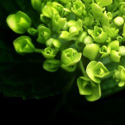 Close-up of green leaves