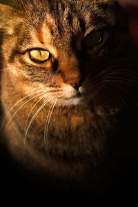 Close-up portrait of a cat