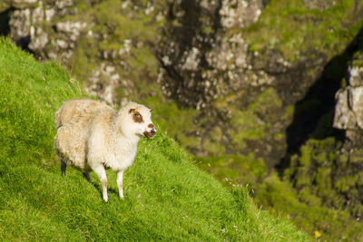 Sheep in a field