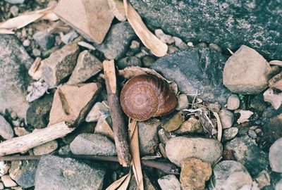 High angle view of snail on stone wall