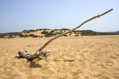 Wood on sand at beach against clear sky