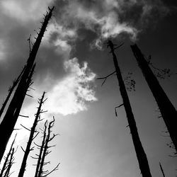 Low angle view of silhouette plants against sky