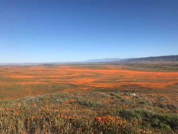 Scenic view of field against clear blue sky