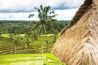 Scenic view of rice paddy against sky