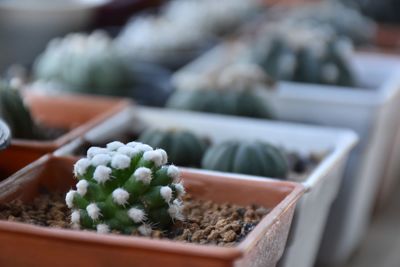 Close-up of potted plant