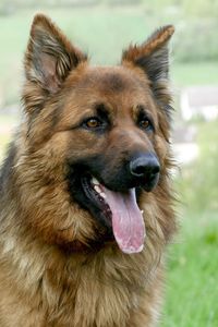 Close-up portrait of a dog