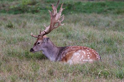 Deer in a field