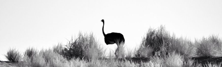 Silhouette bird on grass against clear sky