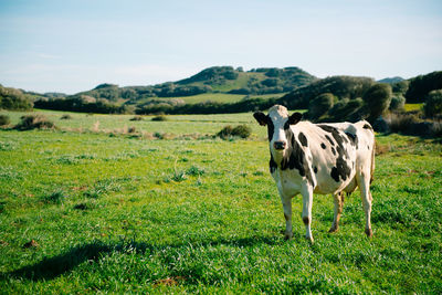 Cows grazing on field against sky