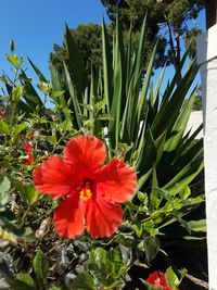 Close-up of red hibiscus blooming outdoors