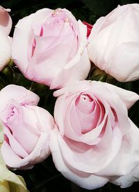 Close-up of pink roses