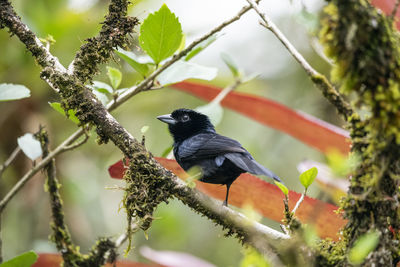 Low angle view of bird perching on tree