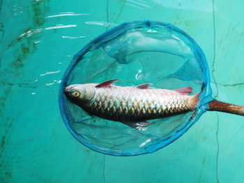Close-up of fish swimming in sea