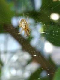 Close-up of spider on web