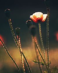 Close-up of flowering plant against blurred background