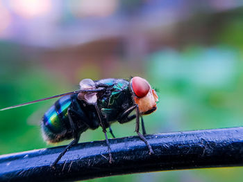 Close-up of fly on leaf