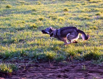 Side view of a dog on grass