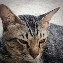 Close-up of a cat with eyes closed