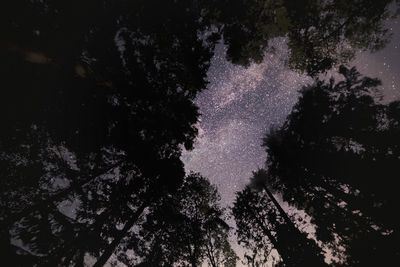 Low angle view of trees against sky at night