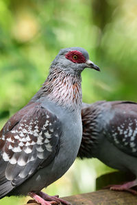 Close up of a speckled pigeon with a green background