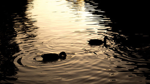 High angle view of ducks swimming in lake