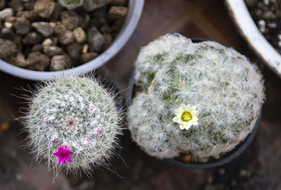 Close-up of succulent plant