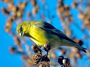 Close-up of bird perching on a flower