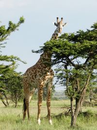 Giraffes on a field