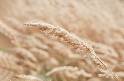 Reed layer. golden reed grass in the fall in the sun.