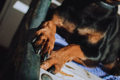 High angle view of dog legs sleeping