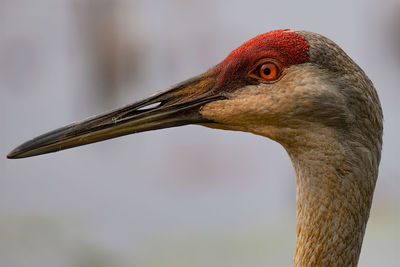 Close-up of a bird