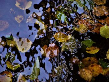 Full frame shot of reflection in water