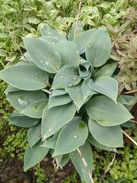 Close-up of raindrops on leaves