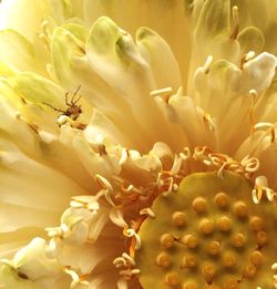 Close-up of bee on flower