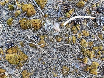 Full frame shot of dried plant on snow covered land