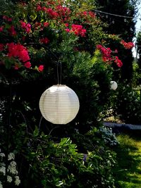 View of flowering plants in garden