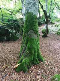 Moss growing on tree trunk in forest