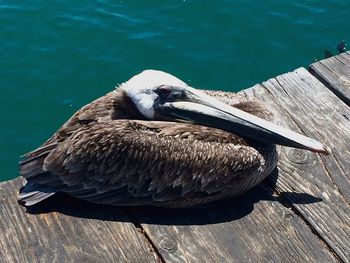 Close-up of pelican perching on wood against lake