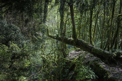 Trees growing in forest