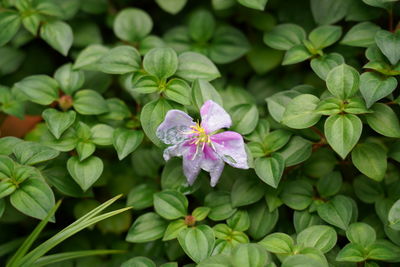 Close-up of purple flowering plant