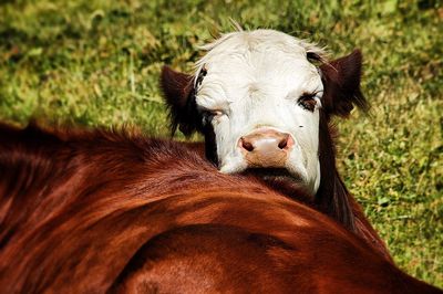 Portrait of cow