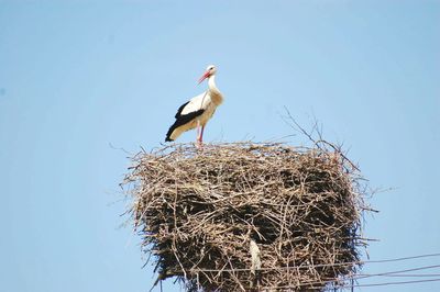 Low angle view of bird perching on nest against clear sky
