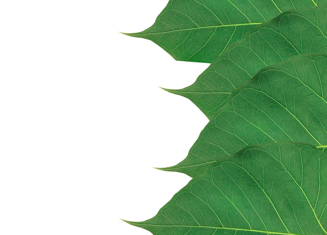 CLOSE-UP OF LEAVES