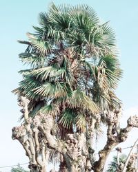 Low angle view of palm tree against clear sky