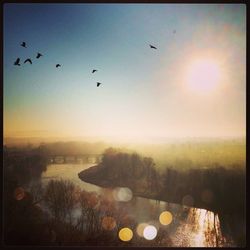 Birds flying over sea