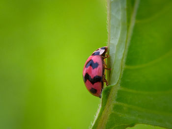 Close-up of ladybug on leaf