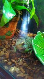 Close-up of turtle in water