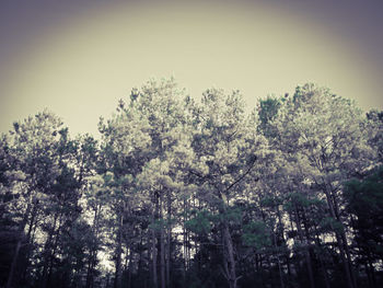 Low angle view of trees against clear sky